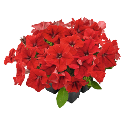 hanging baskets petunia x hybrida grandiflora f₁ success! hd (benary) 1000 seeds / red