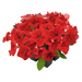 hanging baskets petunia x hybrida grandiflora f₁ success! hd (benary) 1000 seeds / red