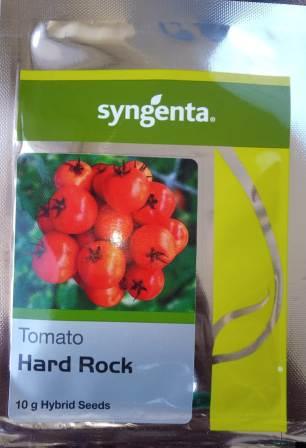 hard rock f1 hybrid tomato (syngenta)