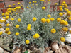 dwarf everlast helichrysum arenarium mix (garden festival)