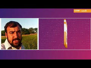 Santire/सैनटायर F1 Hybrid Onion (Nunhems)