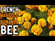 Bonanza™ Bee French Marigold (PanAmerican)