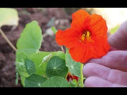 ‘Jewel of Africa’ Nasturtium