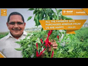 Armour F1 Hybrid Chilli (BASF | Nunhems)