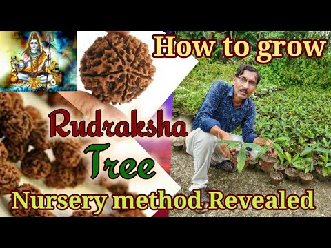 rudraksha seeds for planting Buy Rudraksha - Elaeocarpus angustifolius Seeds Online