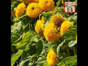 Imported Teddy Bear Sunflower Ornamental (Garden Festival)