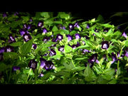 Kauai™ Mixture Torenia (PanAmerican)