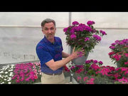 Dianthus Ideal Select Mix Seed (PanAmerican)