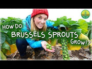 Imported Vitamin Rich Brussels Sprout (Garden Festival)