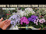 Senecio (Cineraria) Early Perfection™ Series (Takii Seeds)