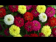 Zinnia Double Zahara™ Mixture (PanAmerican)