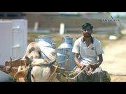 Mega sweet Forage (मेगा स्वीट  चारा बीज) (Advanta)
