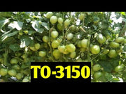 TO-3150 F1Hybrid Tomato (Syngenta)
