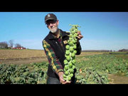 FRANKLIN F1 Brussels Sprouts (Bejo)