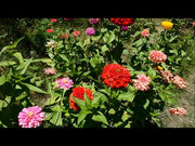 Benary's Giant Mix Zinnia elegans (Benary)
