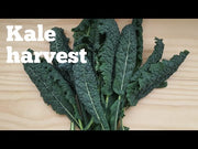 Leaf Cabbage F1 Kale Cavolo  Nero (Tokita Seeds)