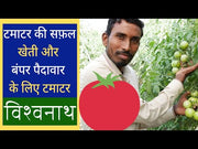 Vishwanath F1 Tomato for Longer Harvest (Tokita Seeds)