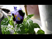 Torenia Beauty Original Mix Pelleted (Garden Festival)