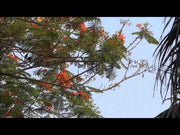 फ़्लेम ट्री गुलमोहर (डेलोनिक्स रेगिया) सजावटी वृक्ष के बीज