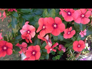 Tattoo™ American Pie Mixture Vinca (PanAmerican)
