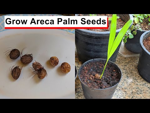 buy areca palm seeds Growing Areca Palm - Tips for Sowing and Germination