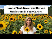 Sunflower Tall Hybrid Quality Seeds