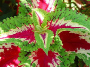 Coleus Extra DWF Fairway Mix (SAKATA)