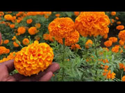 अष्टगंध प्लस नारंगी गेंदा (सिंधु सीड्स)