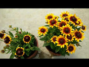 Coneflower Rudbeckia BlueStone Bicolor Mix (Garden Festival)