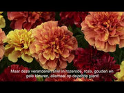 Fireball French Marigold (PanAmerican)