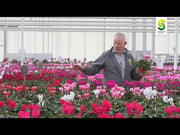 Cyclamen Super Serie Allure (Schoneveld, Germany)