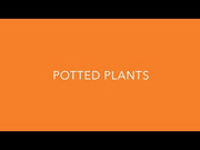 Mini/Mega Revolution Mix Gerbera Flower Seeds (PanAmerican Seeds)