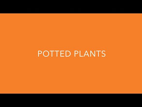 Mini/Mega Revolution Mix Gerbera Flower Seeds (PanAmerican Seeds)