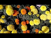 Marigold Dragon African Big Size Flower (Aga Agro Flower, Thailand)