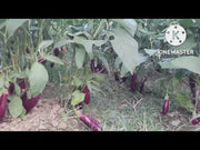 BRINAL NO. 704  F1 HYBRID BRINJAL (SUNGROW SEEDS)