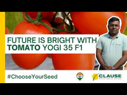 Yogi 35 F1 Hybrid Tomato (Clause Seeds)