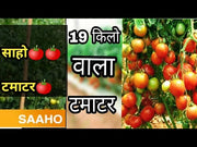 Saaho (TO-3251) Tomato (Syngenta)