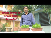 Areca Palm Seeds