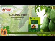Calina IPB9 Papaya (Sunprime Seeds, Singapore)