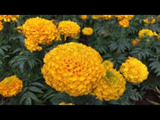 Inca F1 Hybrid African Marigold (Syngenta flowers)