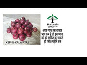 Kala Pyaz KSP-86 Onion (KALASH SEEDS)