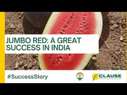Jumbo Red F1 Hybrid Watermelon (Clause Seeds)