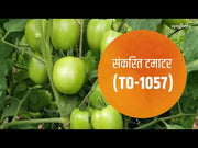 TO-1057 F1 HYBRID Tomato (Syngenta)