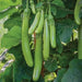 green long brinjal best quality seeds  (garden festival)
