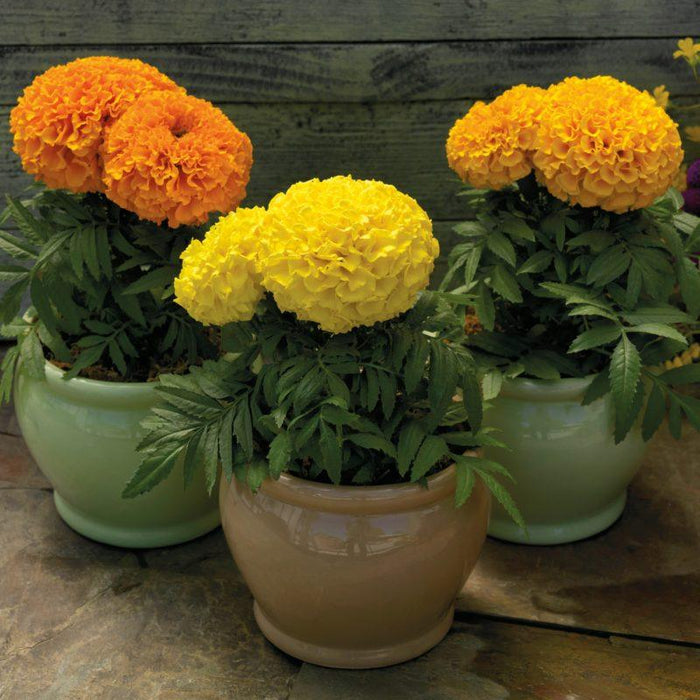 ica f1 hybrid summer marigold (sakata)