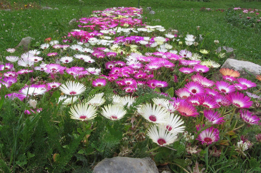 Mesembryathemum Icy - Ice Plant Mix (AsiaPacific Seeds, New Zealand) - Farmers Stop