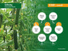 infinity f1 hybrid cucumber for polyhouse farming (nunhems)