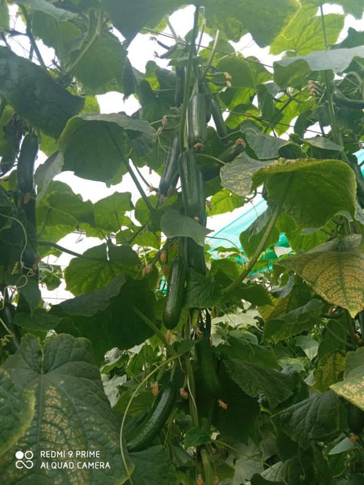 supershine/सुपरशाइन f1 hybrid cucumber(argeto seeds)