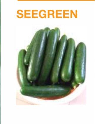 seegreen/सीग्रीन f1 hybrid polyhouse cucumber (nunhems)