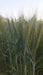 dg09 israeli wheat seeds for farming - limited stock* - cod not available
